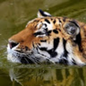 Meet your Posher, Genevieve